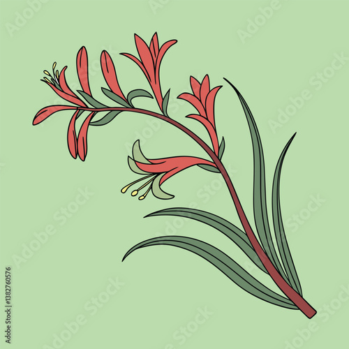 Kangaroo Paw vector Illustrator Artwork