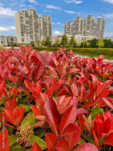 Obraz na płótnie The Photinia glabra ( Red robin ) hedges. Rosaceae evergreen shrub. It is often used as a hedge because of its beautiful red shoots in spring. w salonie