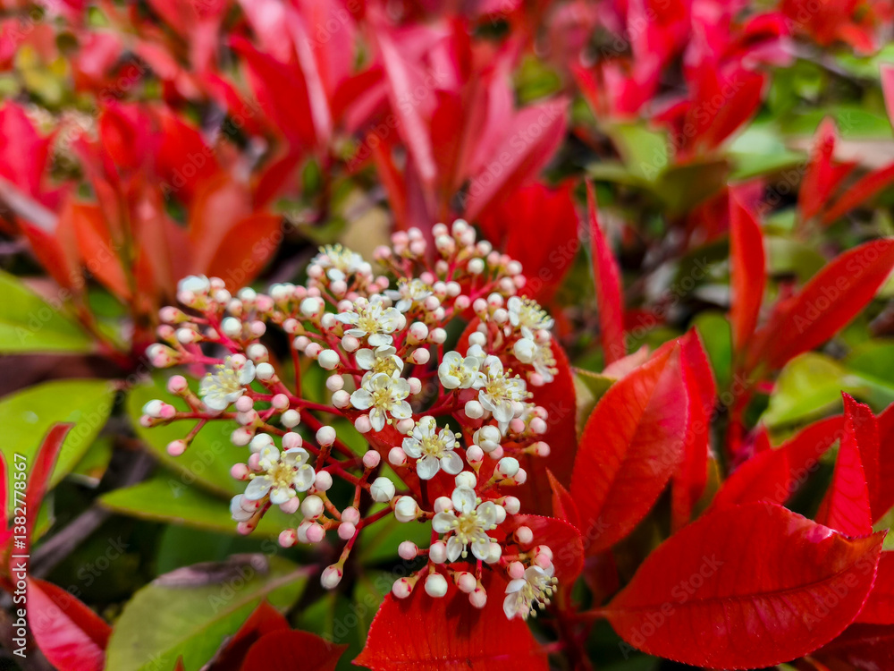 The Photinia glabra ( Red robin ) hedges. Rosaceae evergreen shrub. It is often used as a hedge because of its beautiful red shoots in spring.