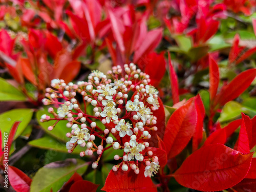 Obraz na płótnie The Photinia glabra ( Red robin ) hedges. Rosaceae evergreen shrub. It is often used as a hedge because of its beautiful red shoots in spring. w salonie