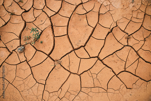 Takir, takyr soil and green plant. New life amid drought. Landform, drying out saline soil in desert. Drying cracks forming a characteristic pattern, clay soil. Natural background. Cracked earth