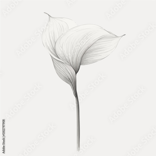 Peace lily minimalist flat illustration, featuring a clean design isolated on a white background.

