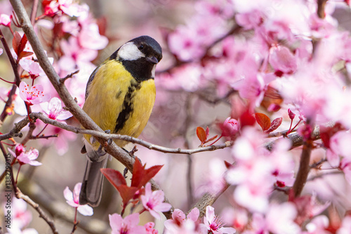Great Tit Parus major Perched in Blossoming Cherry Branches