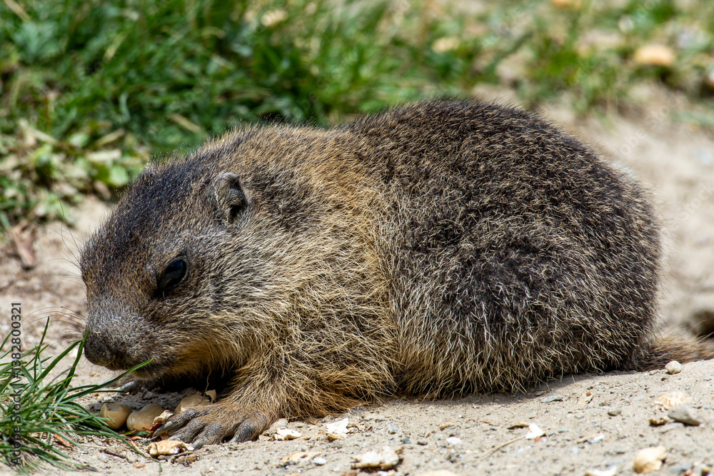Marmots are large ground squirrels in the genus Marmota, with 15 species living in Asia, Europe, and North America. These herbivores are active during the summer. Above Saas Fee in the swiss Alps Marmots are large ground squirrels in the genus Marmota, with 15 species living in Asia, Europe, and North America. These herbivores are active during the summer. Above Saas Fee in the swiss Alps