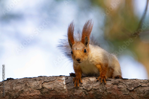 Eurasian red squirrel Sciurus vulgaris close up portrait
