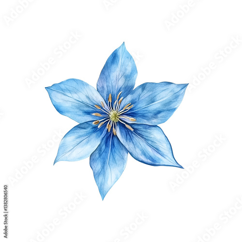 bluestar watercolor illustration with delicate petals and details.