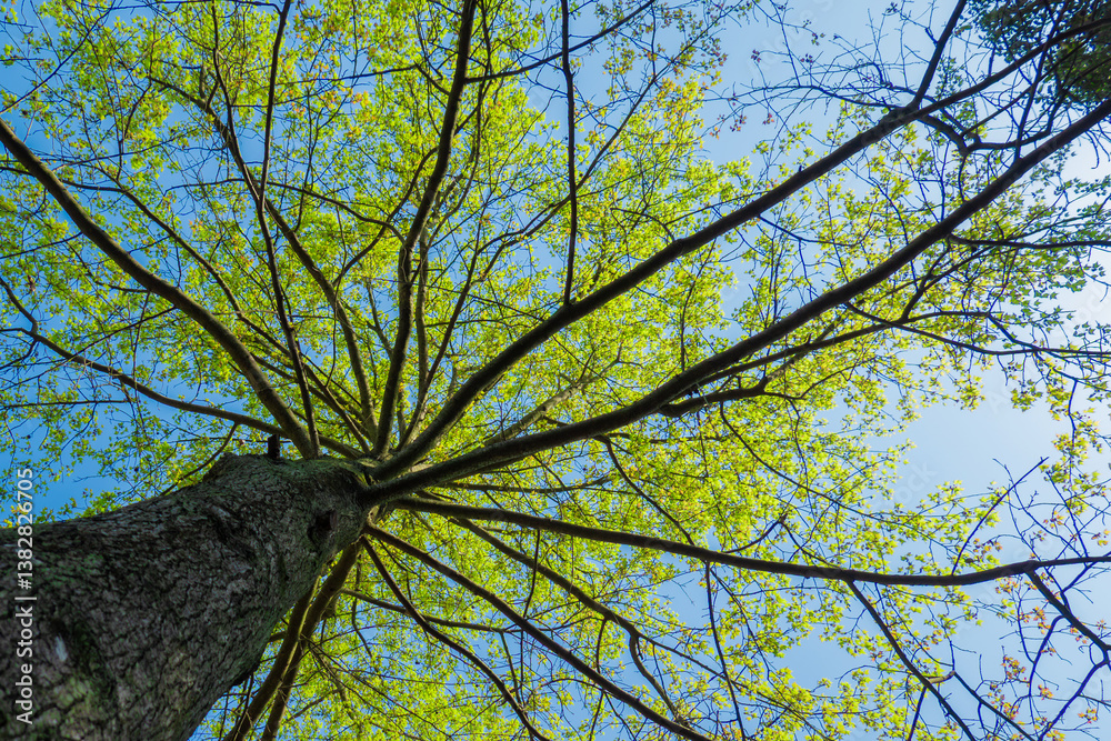 Fototapeta premium Branches of a tree with green leaves against the blue sky.