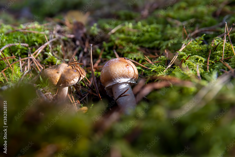 green moss in which mushrooms grow in the autumn season green moss in which mushrooms grow in the autumn season