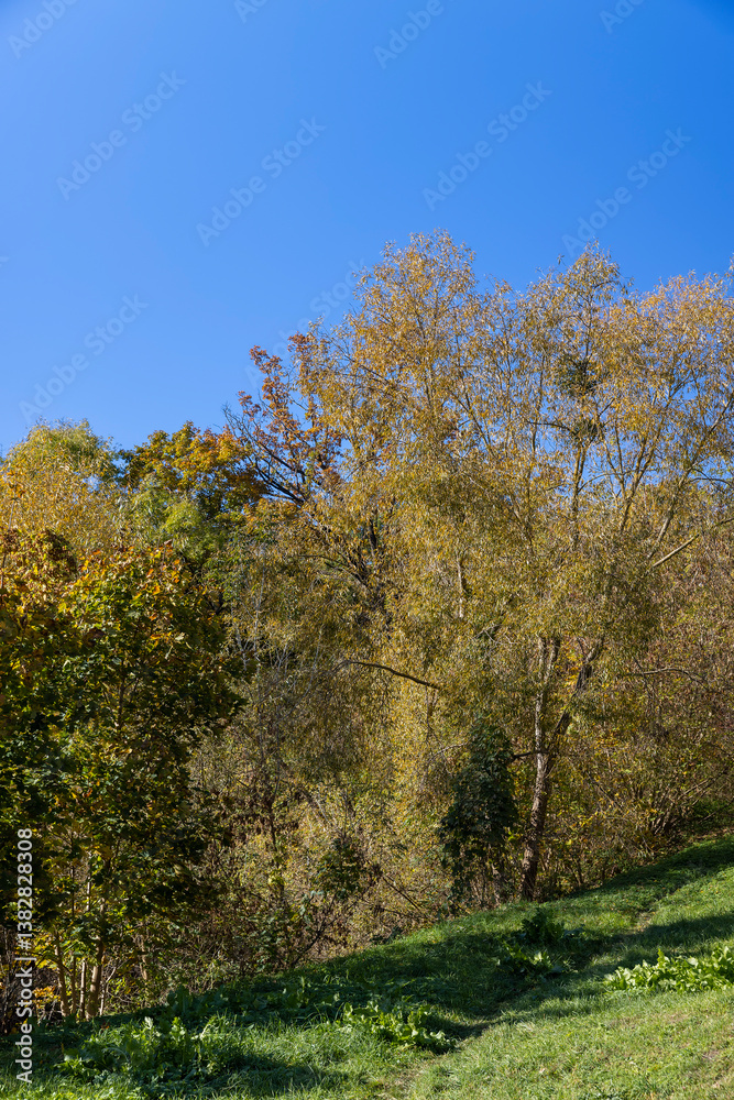 falling falling foliage of trees in the fall of leaves, autumn park falling falling foliage of trees in the fall of leaves, autumn park