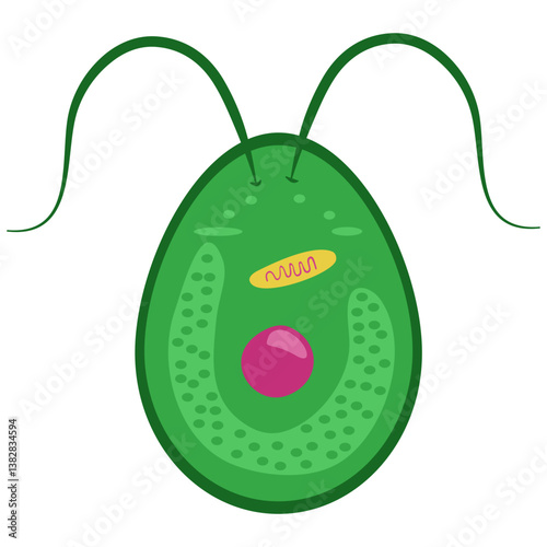 Euglena microorganism flat Illustration photo