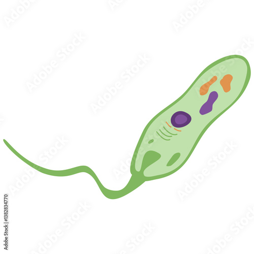Euglena microorganism flat Illustration