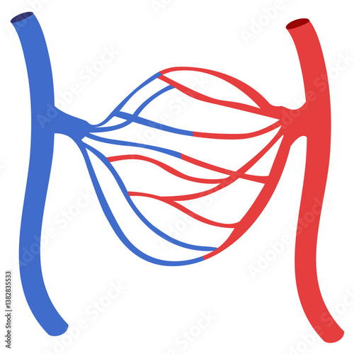 Capillaries Flat Illustration