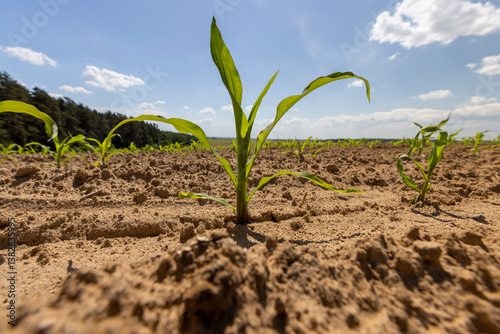 corn sprouts in a field near the forest, growing sweet corn in eastern Europe against a blue sky with clouds, side view