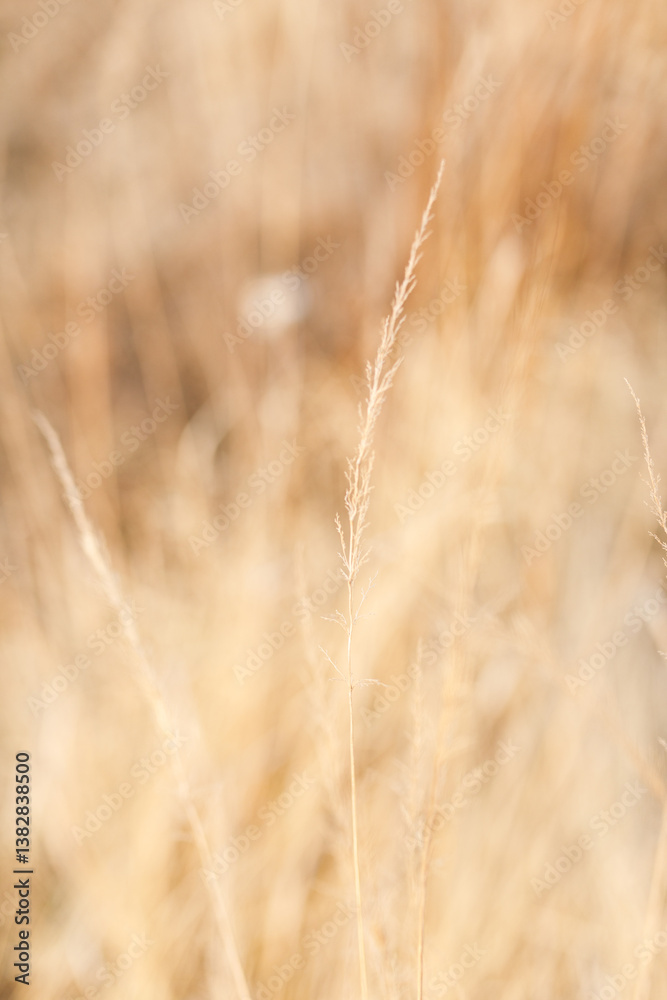 Fototapeta premium dried yellowed grass. Dry Grass Texture