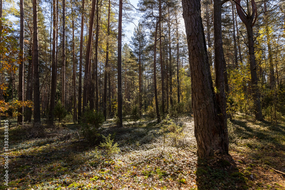 Fototapeta premium mixed forest, side view, landscape photography