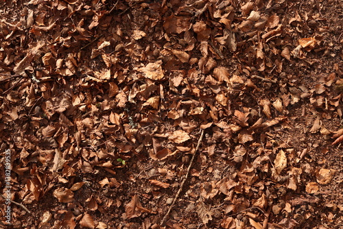 Brown Leaves Forest Floor Ground Dirt Texture Background