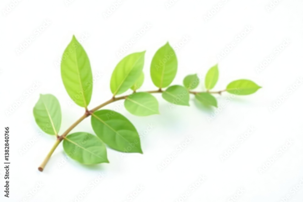 Fototapeta premium Small leafy sprig isolated on white background, botanical, leafy sprig, branch