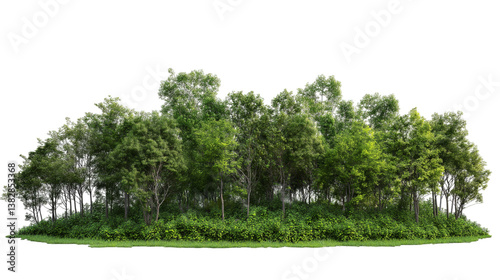 forest with different trees isolated on white background , transparent png