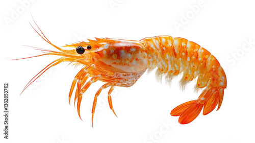 Wallpaper Mural Shrimp’s Vibrant Close-up: A beautifully detailed shrimp against a pristine backdrop, revealing its intricate features and vibrant colors in this photorealistic macro shot. Torontodigital.ca