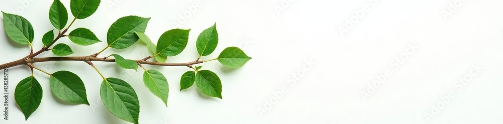 Naklejka premium Delicate branches on white background with subtle leaf veins, wood, texture, greenery