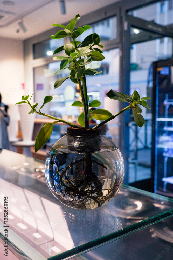 Obraz premium plant in glass vase with exposed roots