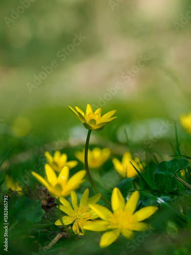 Blüten blühen im Garten, Gewöhnliches Scharbockskraut
(Ranunculus ficaria) photo