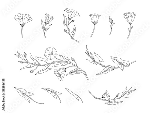Set of bindweed flowers and leaves, line art style. Blooming convolvulus wildflowers and buds. Meadow wild plants. Botanical elements for design projects. Detailed contour floral vector illustration