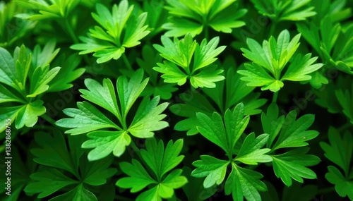 Dense parsley sprigs, creating a complex herbal pattern , visual, ingredient