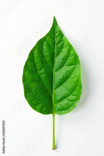 Freshly picked single leaf on white background, botanical, plant