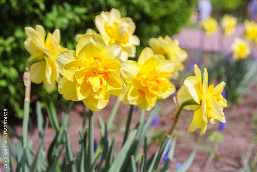 Beautiful spring yellow double petals daffodil flower in full bloom close up. Flowerbed of decorative narcissus in spring garden or park background. Plant breeding, flower growing, nature concept Beautiful spring yellow double petals daffodil flower in full bloom close up. Flowerbed of decorative narcissus in spring garden or park background. Plant breeding, flower growing, nature concept