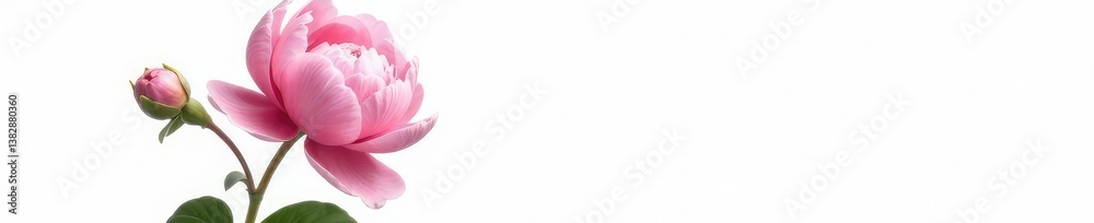 Fototapeta premium Single peony flower isolated on white background, floral, flowers