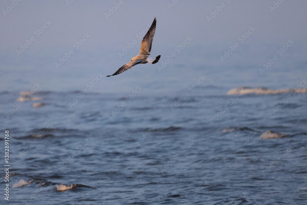 seagull in flight