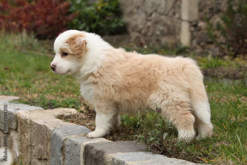 Gorgeous Border collie puppy in the garden Gorgeous Border collie puppy in the garden