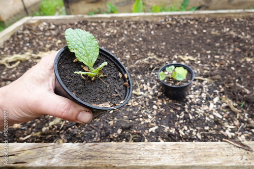 man holding pot with borage for planting in the vegetable garden. cultivation of borage medicinal plant