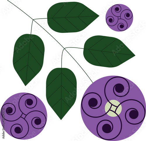 vector illustration of Butterfly pea flower