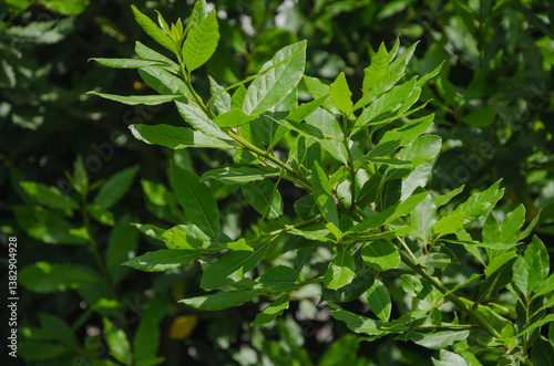 Laurel tree with green leaves