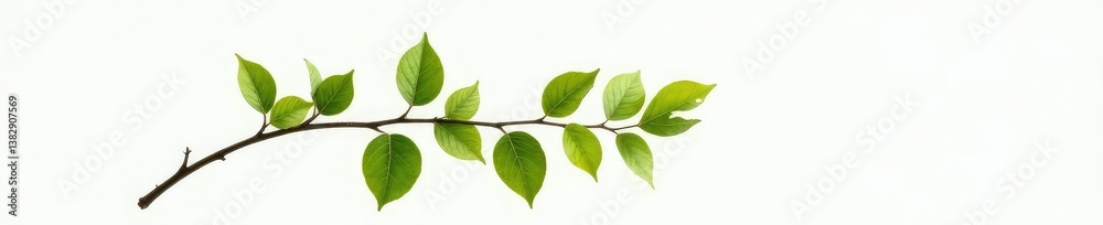 Fototapeta premium Single branch with leaves on white background, nature's detail, small details