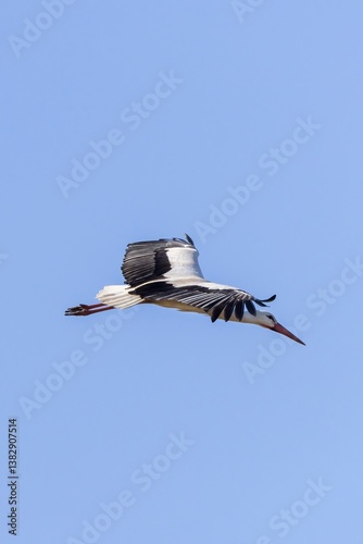 Majestic white stork (Ciconia ciconia) soaring against a clear blue sky, wings fully extended. A stunning vertical wildlife capture from Arrocampo, Spain photo