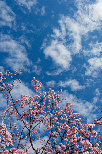 桜　青空