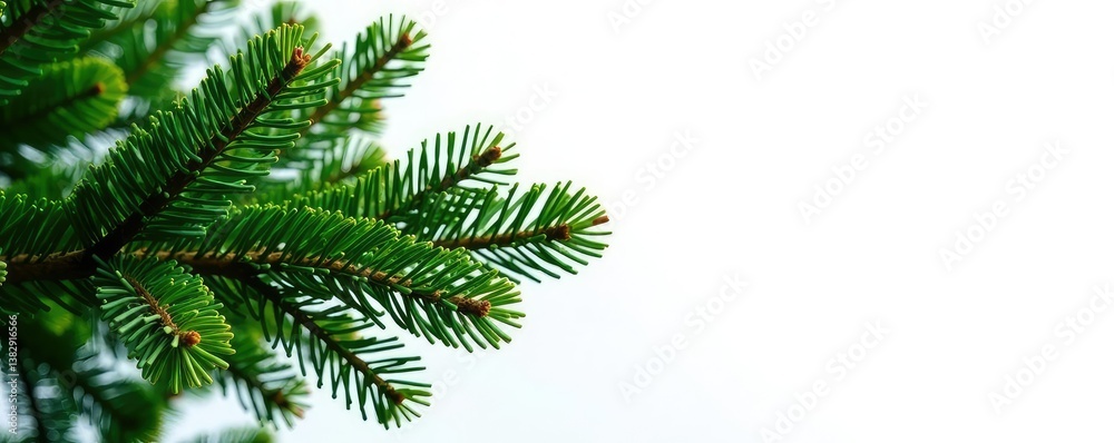 Obraz premium Branches of fir tree isolated on white background, isolation, white background, foliage