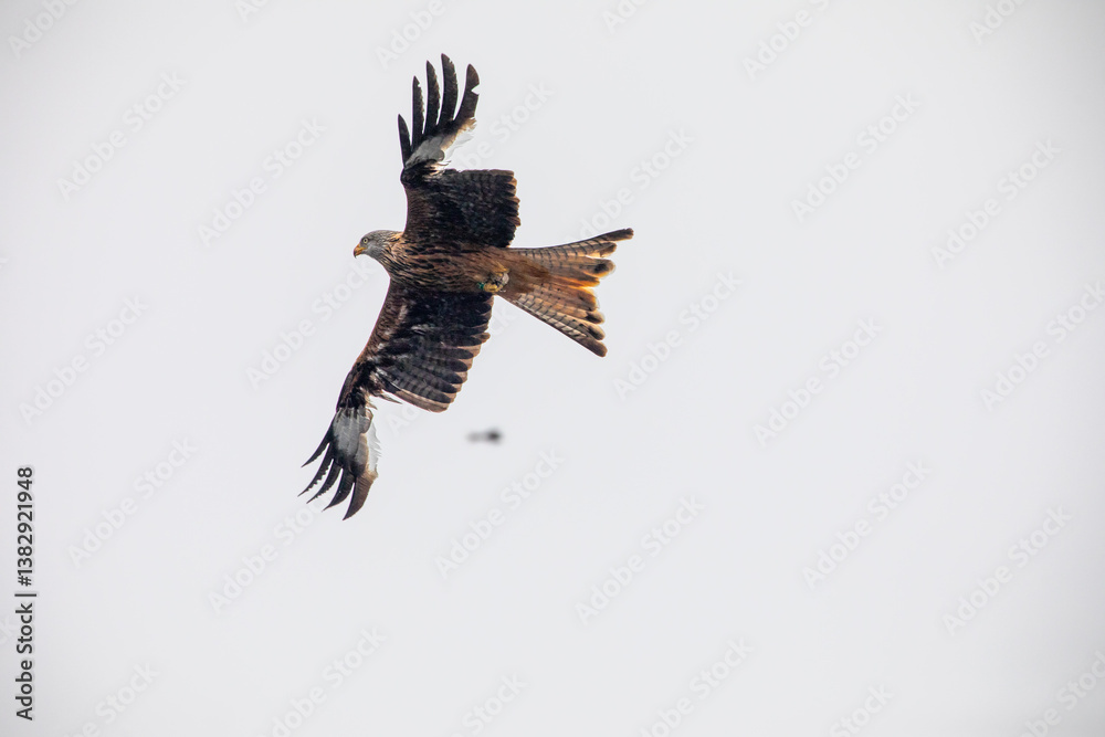 Fototapeta premium red kite in flight