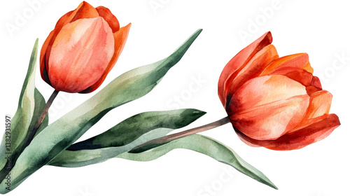 Fototapeta Naklejka Na Ścianę i Meble -  Watercolor tulips flowers illustration on black background, cut out transparent
