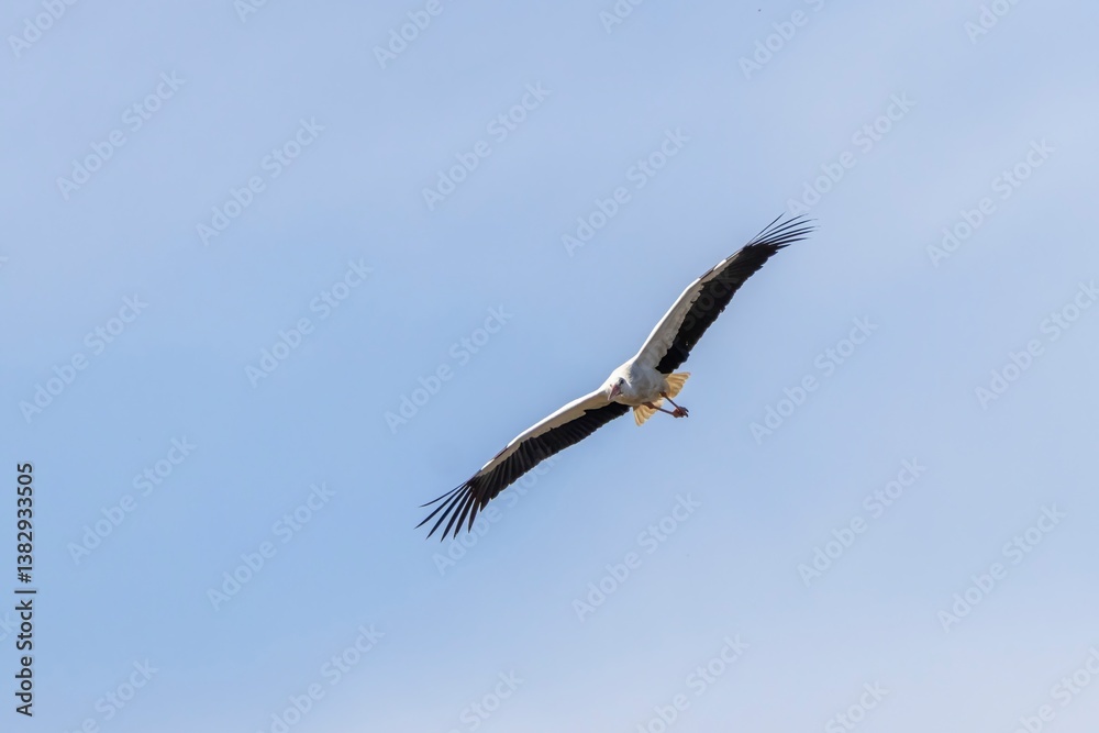 White stork (Ciconia ciconia) soaring gracefully with its wings fully extended against a soft blue-white sky. A stunning horizontal wildlife shot from Arrocampo, Spain White stork (Ciconia ciconia) soaring gracefully with its wings fully extended against a soft blue-white sky. A stunning horizontal wildlife shot from Arrocampo, Spain
