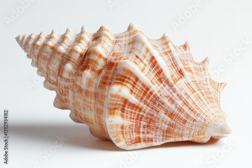 A beautifully patterned seashell resting on a white surface gracefully