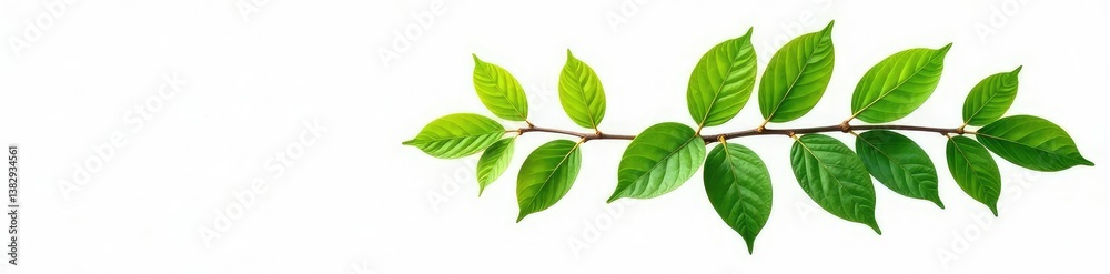 Naklejka premium Isolated branch with green leaves on white background, foliage, nature