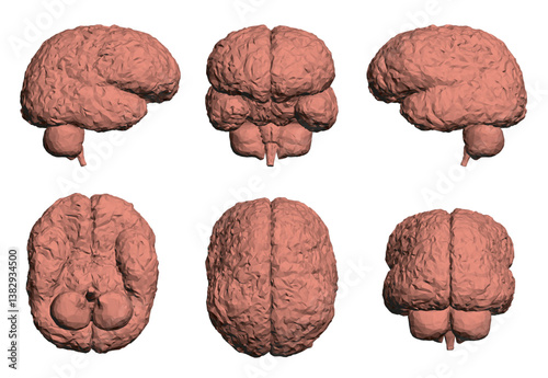 A series of six different brain models, all of which are red. The models are all different sizes and shapes, but they all have a similar texture and color. Scene is one of curiosity and fascination