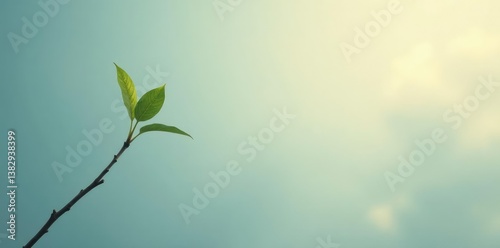 Single branch stretching upwards towards the sky with subtle leaf details, minimalism, simplicity