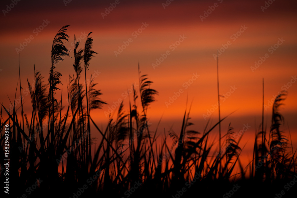Fototapeta premium Reed in the red evening light