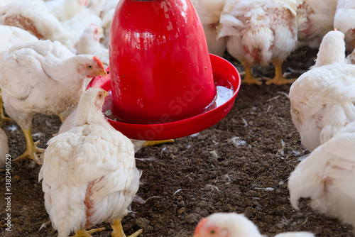 Chickens drinking water in a farmyard environment