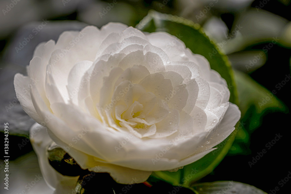 beautiful camellias blooming in spring